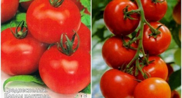 Popis odrůdy rajčat ekaterina, její výnos a pěstování